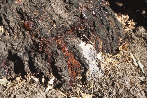 Peachtree borers, <I>Synanthedon exitiosa,</I> produce frass at the base of the tree. 