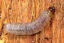 Peachtree borer larva