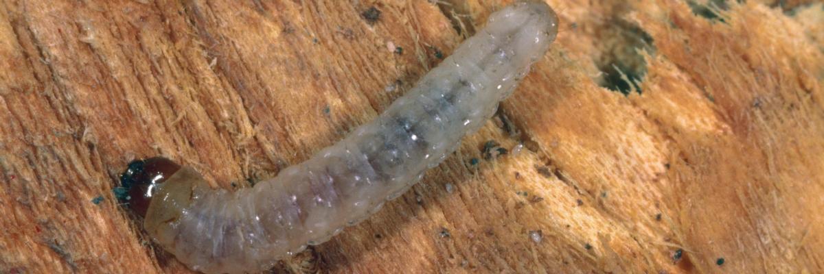 Clear larva with a dark head on bark. Credit: Jack Kelly Clark, UC IPM
