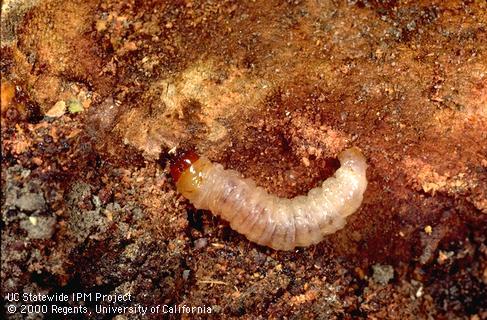 Larva of peachtree borer, <i>Synanthedon exitiosa</i>, exposed under bark.