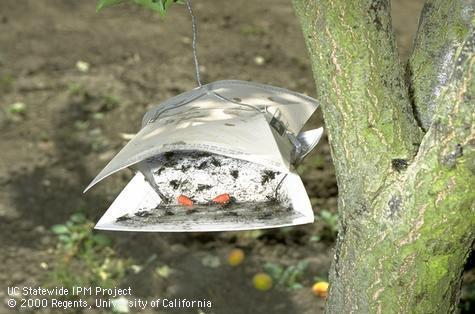 Peachtree borer males caught in pheromone trap.