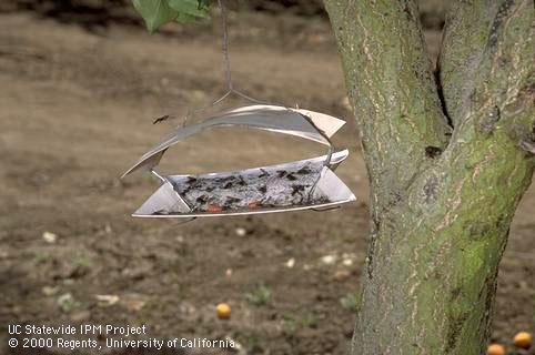 Adult male peachtree borer hoving next to pheromone trap.