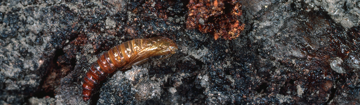 Pupa of peachtree borer, Synanthedon exitiosa, by the frass-covered entrance to the tunnel where it fed in as a larva.