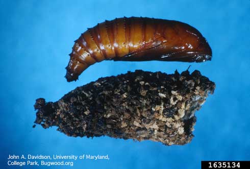 Pupa of peachtree borer, <i>Synanthedon exitiosa</i> (top), and its soil-cell pupal case excavated from topsoil.