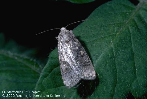 Adult beet armyworm.