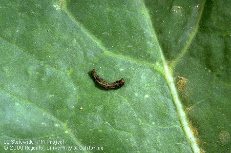 Larva of beet armyworm, <i>Spodoptera exigua</i>, killed by <i>Bacillus thuringiensis</i>.