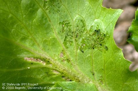 Leaf damage caused by beet armyworm larvae. Credit: Jack Kelly Clark Damaged leaf with feces and rasped area; . Credit: Jack Kelly Clark