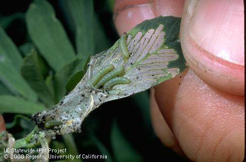 Crop damaged by beet armyworm.