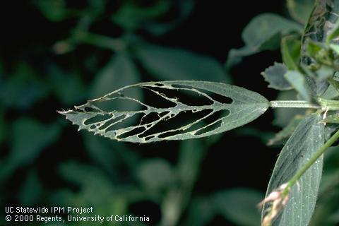 Crop damaged by beet armyworm.