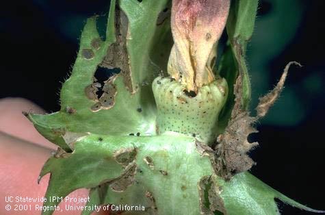 Crop damaged by beet armyworm.