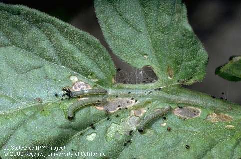 Crop damaged by beet armyworm.