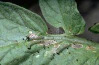 Armyworms