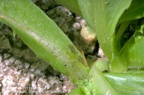 Crop damaged by beet armyworm.