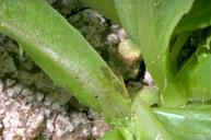 Beet armyworm larva feeding on lettuce crown