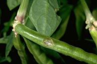 Armyworm damage to pods