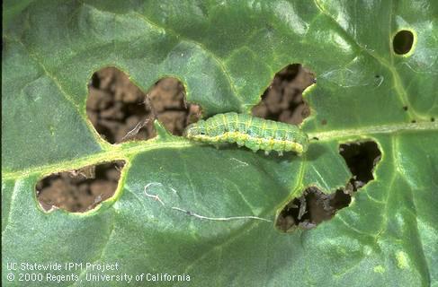 Crop damage by beet armyworm.