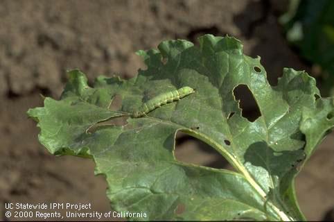 Crop damage by beet armyworm.