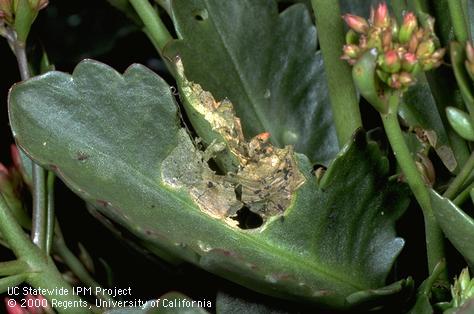 Leaf chewing by larva of beet armyworm, <i>Spodoptera exigua</i>.