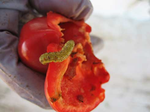 Beet armyworm larva feeding on pepper fruit.