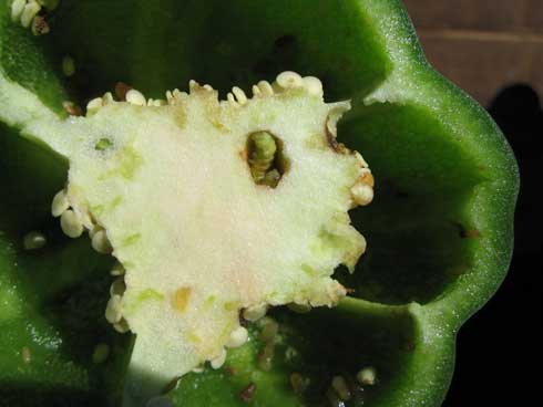 Beet armyworm feeding in the core of the pepper fruit.