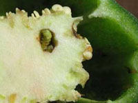 Distorted and spotted jalapeno fruit infected with Tomato spotted wilt virus (left) compared with healthy fruit (right).