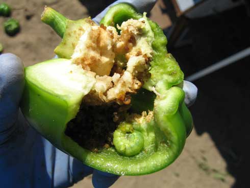 Mature beet armyworm larva found feeding inside a pepper fruit.