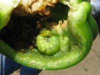 Mature beet armyworm larva found feeding inside a pepper fruit.