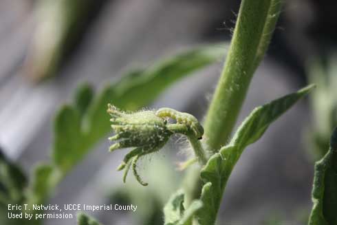 Beet armyworm larva, <i>Spodoptera exigua,</i> feeding on a tomato floral bud.