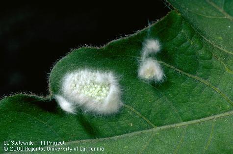 Egg of beet armyworm.