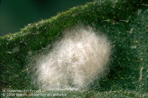 Egg of beet armyworm.