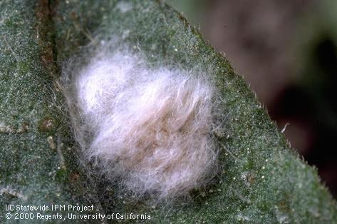 Egg of beet armyworm.