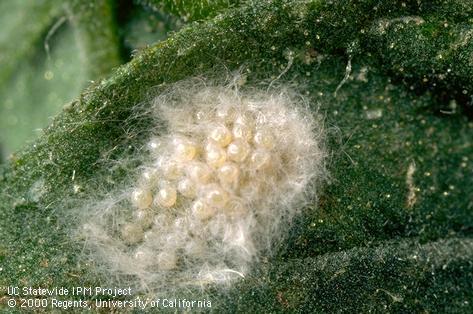 Egg of beet armyworm.