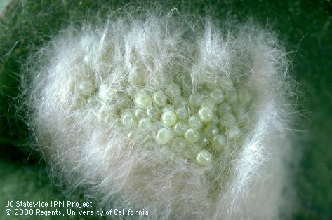 Beet armyworm, <i>Spodoptera exigua</i>, egg cluster exposed within hairlike scales of adult female.