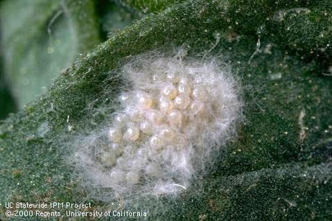 Egg of beet armyworm.