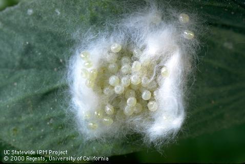 Egg of beet armyworm.