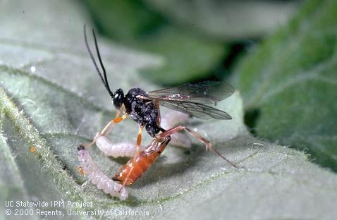 Adult Hyposoter exiguae wasp laying an egg in a caterpillar.