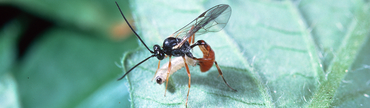 Adult wasp, <i>Hyposoter exiguae,</i> laying her egg in larva of beet armyworm, <i>Spodoptera exigua</i>.