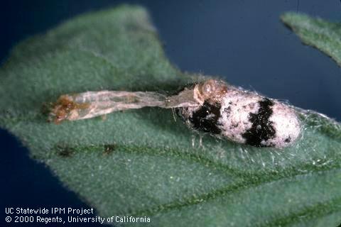 Cocoon (right) of Hyposoter exigua attached to the skin of a caterpillar killed by the parasitoid.