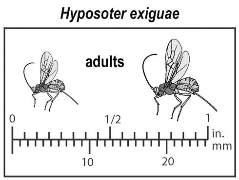 Appearance and relative size of adult Hyposoter exiguae.