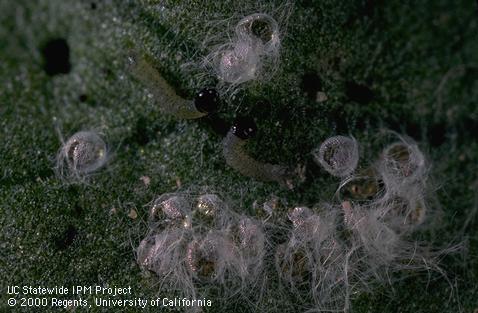 Beet armyworm larvae.