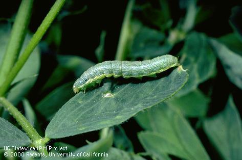 Larva of beet armyworm.