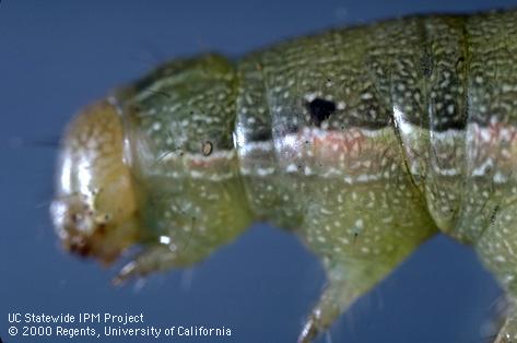 Larva of beet armyworm.