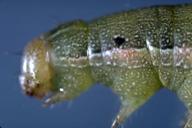 Beet armyworm larva