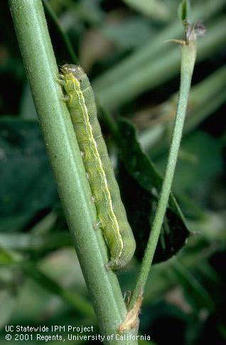 Larva of beet armyworm.