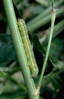 Beet armyworm larva