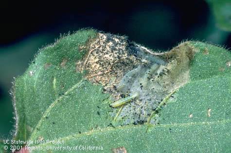 An early instar beet armyworm, <i>Spodoptera exigua</i>, and its dark fecal specks and skeletonizing (windowpanelike) chewing damage on a leaf.