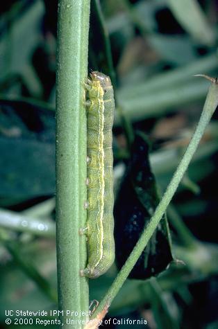 Larva (caterpillar) of beet armyworm, <i>Spodoptera exigua</i>. 