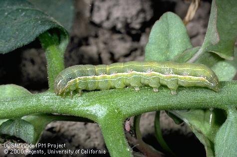 Larva of beet armyworm.