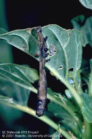 Larva of beet armyworm.