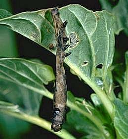 An armyworm killed by a viral disease